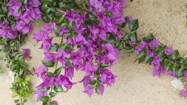 Part of a beautiful magenta colored plant