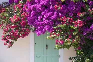Door shaded by bougainvillea, Porquerolles, France