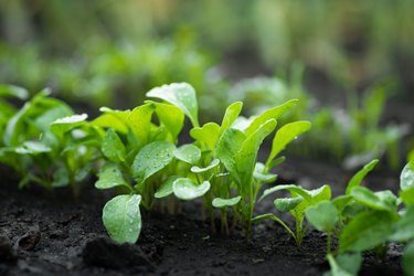 Arugula growing