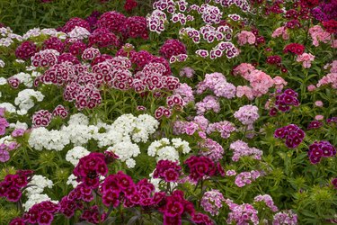 Sweet william dianthus flowering plants, perennials in the garden with delicate multiflower heads in a variety of colours, red, pink purple and white.