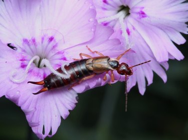 Brown Earwig sitting on pink Dianthus flower.