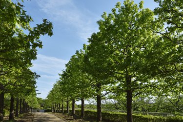 Tree-lined avenue