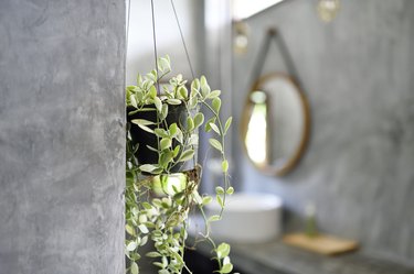 Hanging plant in a luxury concrete bathroom