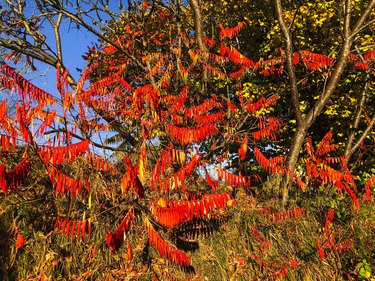 Chinese pistache tree in autumn