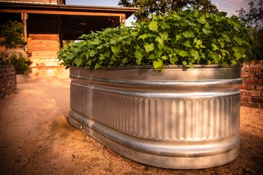 Water lily in huge aluminum tub