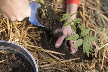 Planting a tomato plant, Montargis, France.