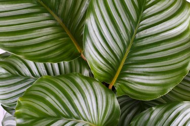 zebra plant