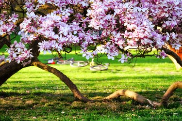 Close-up of a Magnolia tree in bloom in Kurpark, Baden, Aargau, Switzerland