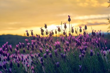 View in the sunset Sunset of Spanish Lavender (stoechas), Spanish Lavender (lavender), Lavandula pedunculata, French Lavender, Butterfly Lavender, Lavandula stoechas