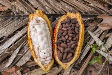dried beans of organic cocoa