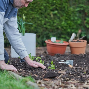 Growing parsley