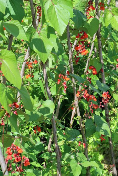 Climbing green runner beans in full bloom. Summer day outdoors