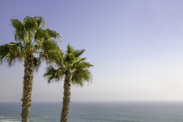 Two tall palm trees against blue sky and ocean