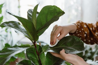 Woman wiping dust off green leaves of ficus lyrata at home