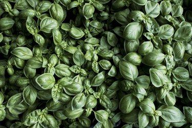 High angle close up of fresh green basil.