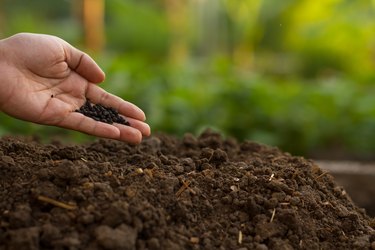 Hand holding soil