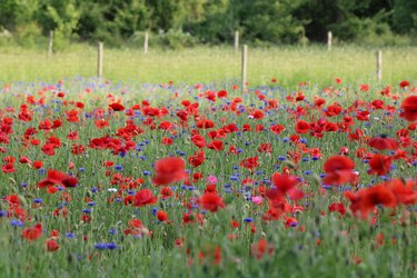 Poppy field