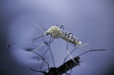 Culex pipiens (common house mosquito) - emerging (a7)