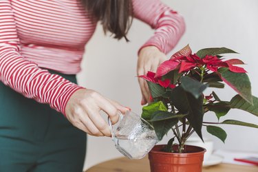 Woman watering poinsettia plant