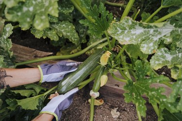 Close-up of woman hands picking zucchini at vegetable garden