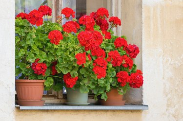 Richly blooming geranium flowers on the windows