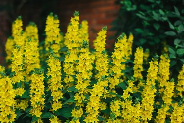 Beautiful yellow flowers of Loosestrife (Moneywort) in a summer garden.