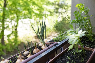 Welsh onions and various herbs growing in small balcony garden
