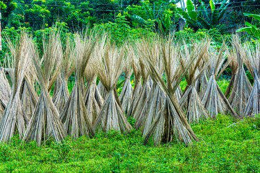 Jute plant stems laid for drying in the sun.