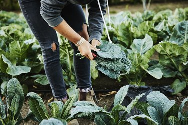 Female farmer picking organic kale on summer morning