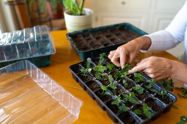 A close up of human hands planting vegetables at home