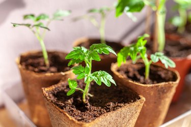 Seedling trays with saplings in the garden