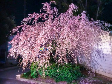 Dwarf weeping cherry tree illuminated in the night