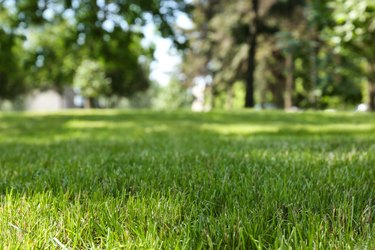 Green lawn with fresh grass in park