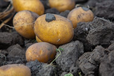 Potatoes in the soil. Harvesting potatoes in the field.