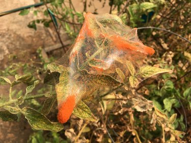 Red spider mite infestation on tomato plant (Tetranychus urticae)