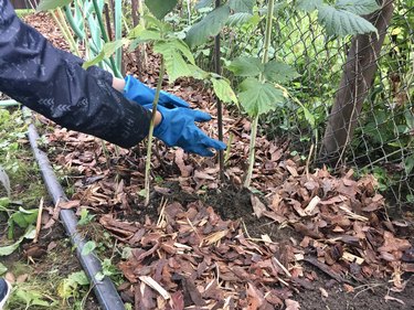 Mulching raspberry plants in the garden