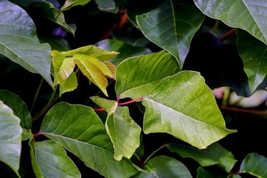 Leaves of the medicinal plant (very poisonous) poison sumac, Rhus toxicodendron, in summer, Bavaria, Germany, Europe