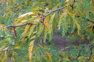 Young red thorn and colorful autumnal foliage on branch of honey locust in October