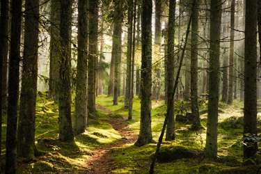 A narrow path through spruce forest in evening light with fog in summer