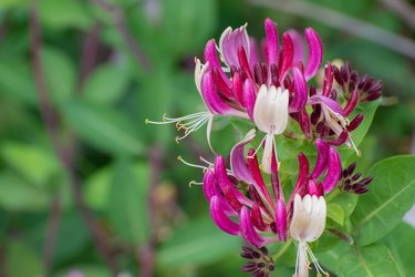 Honeysuckle in full bloom in summer garden