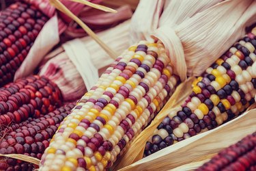 Closeup of Indian Corn in autumn