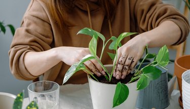 Hands of young woman potting young epipremnum (scindapsus) plant. A gardener ramming soil in a flowerpot with just potted houseplant.