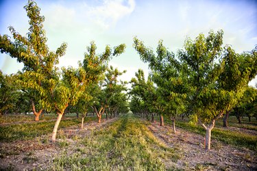 Peach orchard trees in Palisade, Colorado