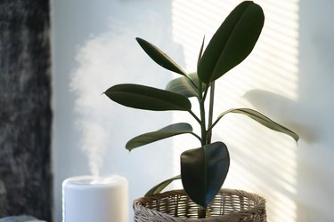 Air humidifier machine with air purifier tree with light from window