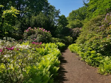 View of flowering plants in garden