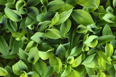 lily of the valley green leaves