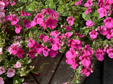 Pink flowers Diascia barberae twinspur flowering plant.