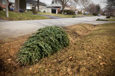 Christmas tree on the curb for pickup