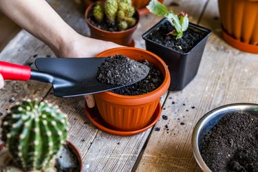 Buy Repotting Kit with 12” Pot and Soil for Indoor Plants | Bloomscape