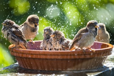 House sparrows bathing